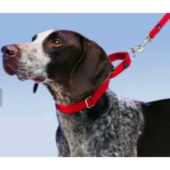 2Hounds Design Martingale Nylon Dog Collar, Red, XS - Picture 6 of 6